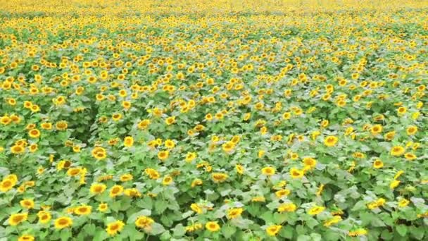 Blühendes Sonnenblumenfeld - Pan-Drohne tagsüber bei sonnigem Wetter geschossen. — Stockvideo