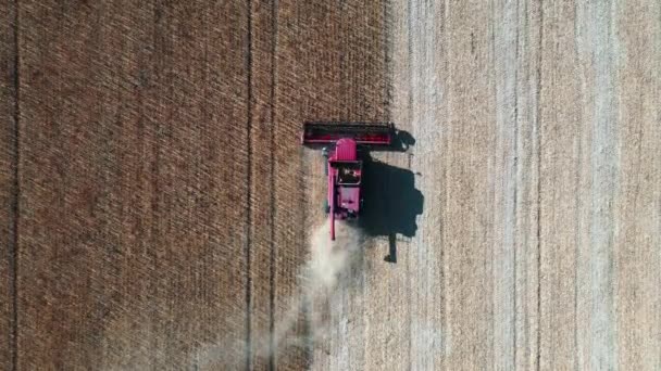 Cosechando girasol con una cosechadora - vista superior de seguimiento de drones — Vídeo de stock