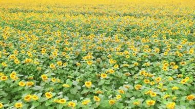 Çiçek açan ayçiçeği tarlası - güneşli havada gün boyunca yavaş insansız hava aracı uçuşu görüntüsü.