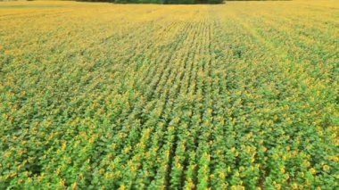 Çiçek açan ayçiçeği tarlası - güneşli hava gününde hareket bulanıklığı ile yörünge drone çekimi.