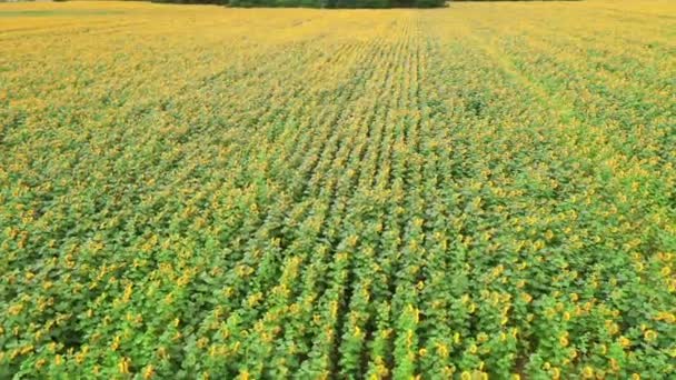 Virágzó napraforgó mező - pályára drón lövés mozgás elmosódott a napsütéses időjárási napon. — Stock videók