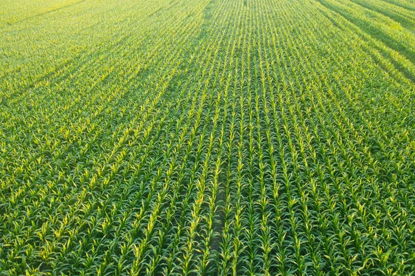 Campo verde con brotes jóvenes de maíz jugoso al amanecer — Foto de Stock