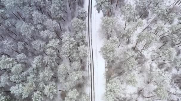 雪の天気の間、雪の森の冬のパインウッドランドの道路のショットの鳥の目のビュートップ — ストック動画