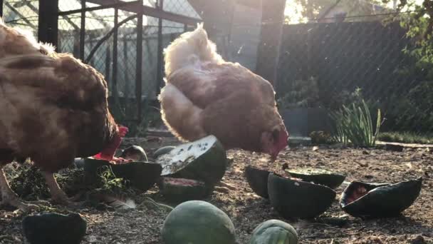 Kycklingar picka på gården på kvällen i bakgrundsbelysning - slow mo. — Stockvideo