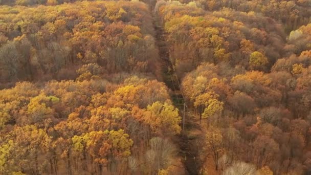 秋天的黄叶覆盖的小山-倾斜和潘德龙射击 — 图库视频影像