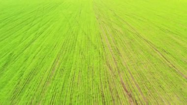 İnsansız hava aracı genç ekinlerle bir mısır tarlasının üzerinde uçuyor.