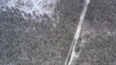 Kışın karlı bir havada, çam kozalaklı ormanlarda, orman tahrip bölgesinde uçan insansız hava aracı.