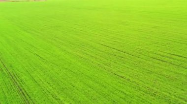 Drone FPV mısır tarlaları üzerinde gün içinde genç ekinlerle eğimli bir şekilde uçuyor.