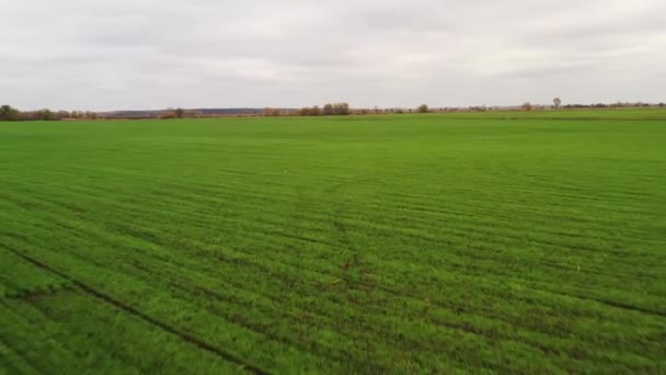 Drone FPV latający ukośnie po rzędach młodej kukurydzy nad polem w ponury dzień — Wideo stockowe