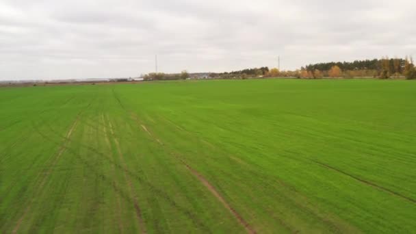 Drohne FPV fliegt tagsüber schräg über Maisreihen über Feld mit Jungpflanzen — Stockvideo