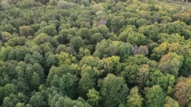 Yeşil yapraklı ağaçlar ve kuş bakışı çamurlu suyla dolu bir nehir yatağı..