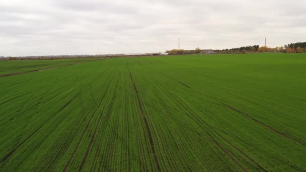 Schwenk direkt über ein Feld mit Wintergetreide - Drohne aus der Luft abgeschossen — Stockvideo