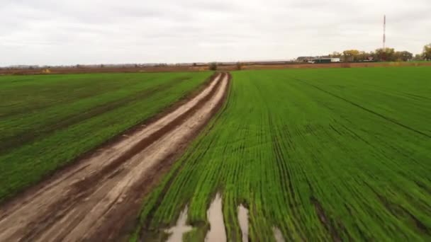 FPV drón Repül át egy földúton a közepén egy farm mező fiatal hajtások téli növények. — Stock videók