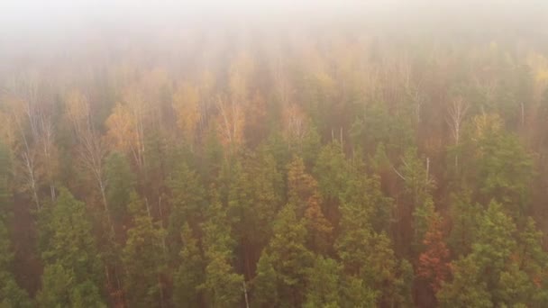 Nevoeiro grosso sobre árvores jovens no outono floresta mista — Vídeo de Stock