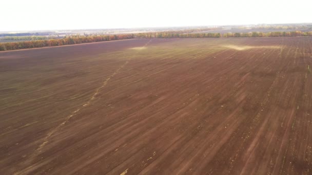 Tempestade de areia no campo - erosão do vento da camada superior de solo frutífero — Vídeo de Stock