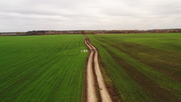 Strada sterrata che si estende in lontananza su un campo con germogli di colture invernali nelle giornate autunnali nuvolose — Video Stock