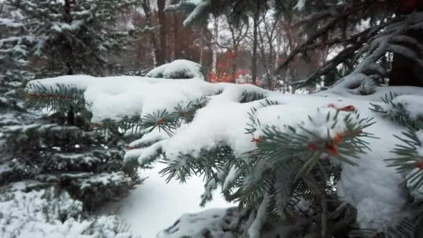 去年12月，云杉枝头上的雪已经结冰了. — 图库视频影像