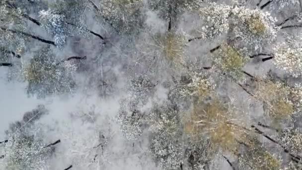 Παγωμένες κορυφές πεύκων στο χειμερινό δάσος - κορυφές δέντρων εναέρια άποψη drone — Αρχείο Βίντεο