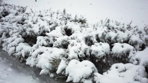 Neve su rami di ginepro e thuja nel parco a dicembre. — Video Stock