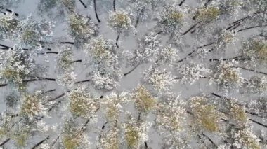 VERTICAL VIDEO Kış Donmuş Çam Ormanı 'nın Hava Görüntüsü Soğuk havada ağaçların tepeleri
