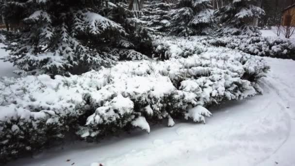 Neve su rami di ginepro, thuja e abete rosso nel parco a dicembre. — Video Stock