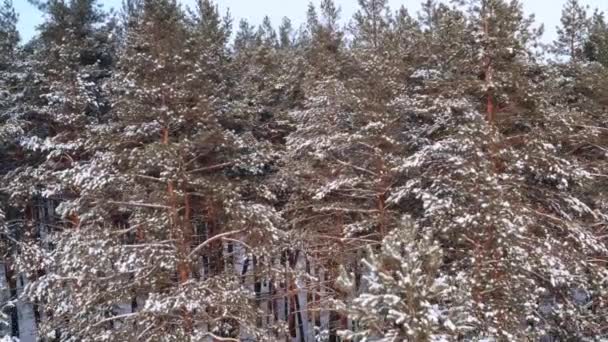 Pines in coniferous forest with snow-covered branch - push in and tilt up reveals shot — Stok Video