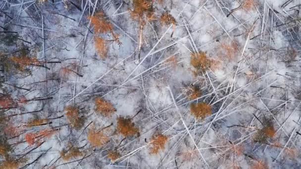 Αεροφωτογραφία o δασικό ξέφωτο με Windbreak, πεσμένο δάσος, αναπάντεχο και νεκρό ξύλο την ημέρα του χειμώνα — Αρχείο Βίντεο