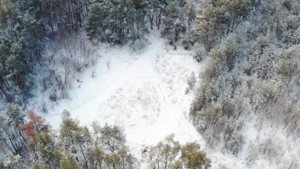 冬季森林中松树间白雪覆盖的雪地-空中轨道拍摄 — 图库视频影像