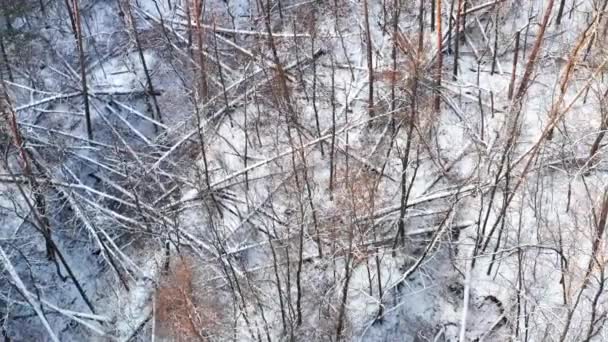Veel stammen van bomen geveld door de wind in een winterbos bedekt met sneeuw - antenne pan schot. — Stockvideo