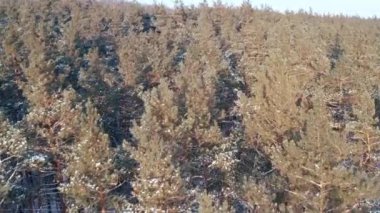 Yaklaş ve yukarı doğru eğ. Karla kaplı dalları olan kozalaklı ormandaki çam ağaçları.