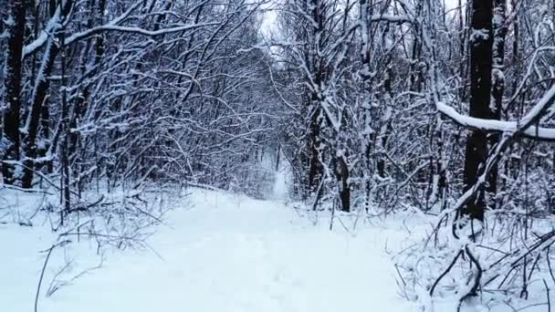 Sentiero della foresta invernale. Dolly fuori colpo di una strada invernale attraverso foresta nevosa misteriosa — Video Stock