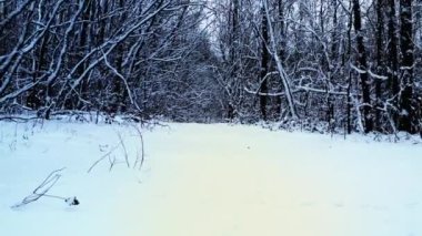 Yoğun bir ormanda, karla kaplı ağaçların arasında karlı bir patika boyunca yürü.