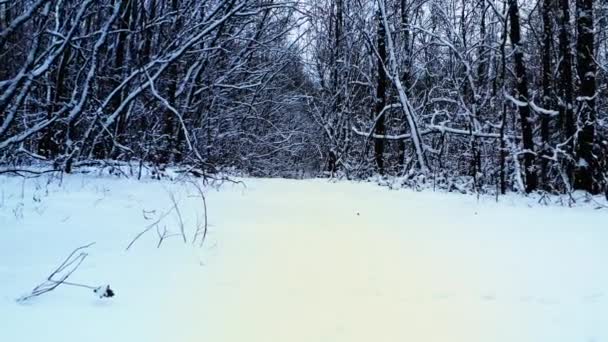 Walk along a snowy path in a dense forest among bare snow-covered trees — Stock Video