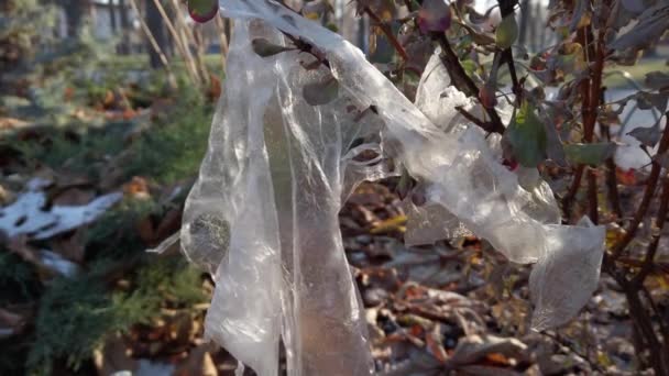 Contaminación del medio ambiente con bolsas de plástico: bolsa de plástico en el arbusto — Vídeo de stock