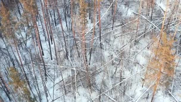 Boomstammen geveld door de wind in een winterbos bedekt met sneeuw - vogelperspectief. — Stockvideo