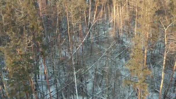 Vue aérienne inclinée vers le bas - clairière forestière avec brise-vent, aubaine et bois mort le jour de l'hiver — Video