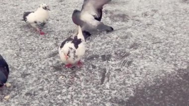 Kumrular soğuk havada ekmek kırıntıları yakalar - yavaş çekim