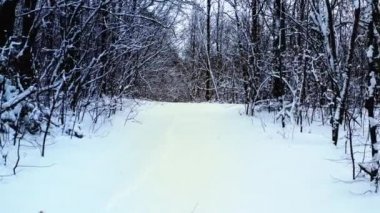 Soğuk havada, kış ormanlarında yürüyen ilk kişi. Sabit çekim.