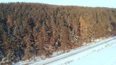 Yaklaş ve yukarı doğru eğ. Karla kaplı dalları olan kış ormanlarındaki çam ağaçları.