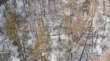 Birçok ağaç gövdesi karla kaplı bir kış ormanında rüzgarla devrildi - hava yörüngesi atışı.