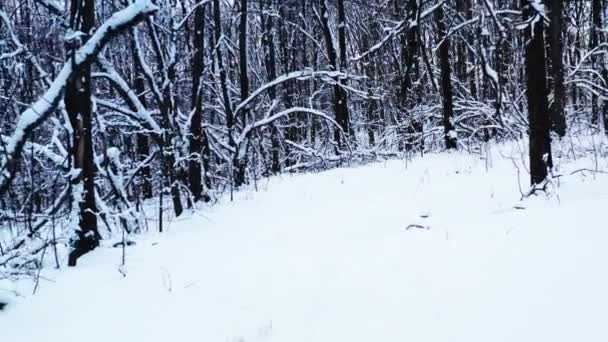 Dolly out shot di una strada invernale attraverso misteriosa foresta innevata - Winter Forest percorso. — Video Stock