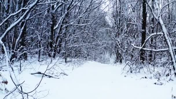 Dolly in scatto di un percorso invernale attraverso la foresta innevata - Winter Forest path. — Video Stock