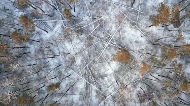 De nombreux troncs d'arbres abattus par le vent dans une forêt d'hiver couverte de neige - tir de fusée. — Video