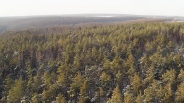 Kışın açık ve soğuk havada çam ağaçlarıyla ormanın üzerinde uçan drone 'lar.