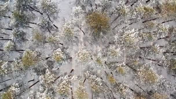 Décollage diurne au-dessus des arbres enneigés dans la forêt de pins — Video