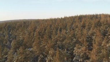 İnsansız hava aracı soğuk havada çam ormanının üzerinde alçaktan uçuyor.