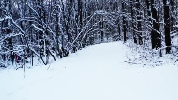 Sentier de neige Winter Forest. Dolly en photo d'une route d'hiver à travers une mystérieuse forêt enneigée — Video