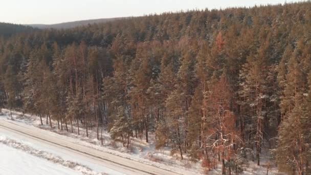 Drone vlucht langs dicht dennenbos in de winter in bevroren dag — Stockvideo