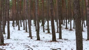 Dolly Bahar Ormanı 'nda çam ağaçlarının arasından vuruldu.