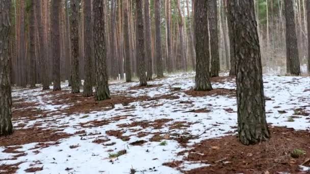 Доллі в пострілі між сосновими стовбурами в весняному лісі - низький кут зору — стокове відео